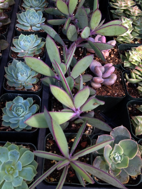 Silver and purple succulents