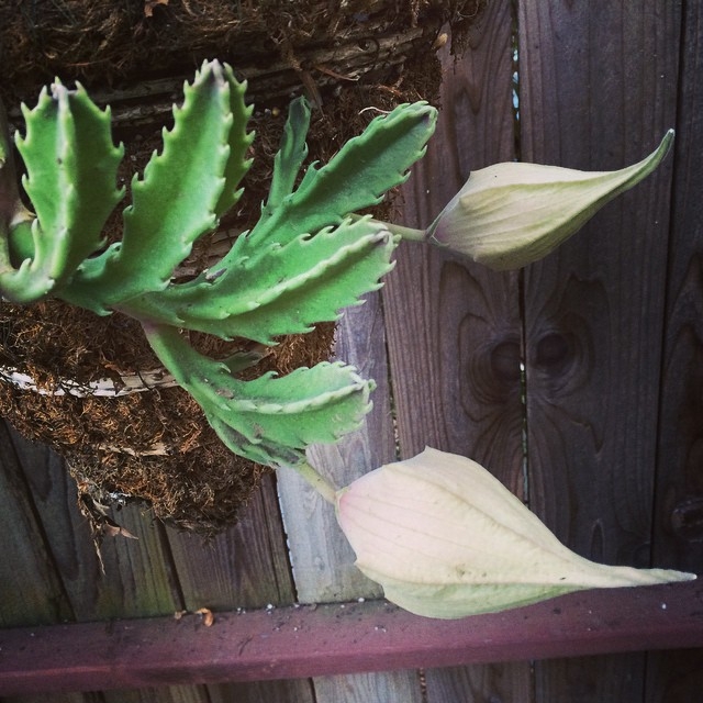 Finally forming buds... after years!!! #stapeliagigantea #carrionflower http://en.m.wikipedia.org/wiki/Stapelia_gigantea