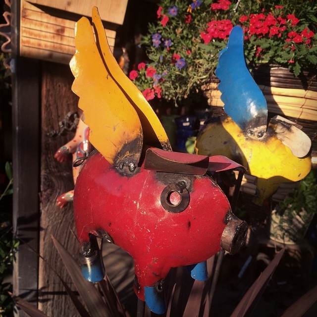 #flyingpigs #diggingbliss #whenpigsfly